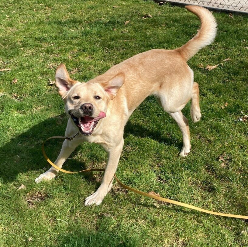 Chadwick runs gleefully in the grassy free-run area on the Oregon campus. He is looking at the camera as he runs by with his ears flying up and his mouth open with his tongue out to the side