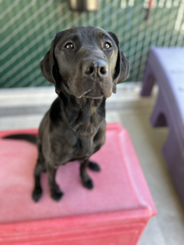 Heirloom sits on a red bench looking attentively at the camera