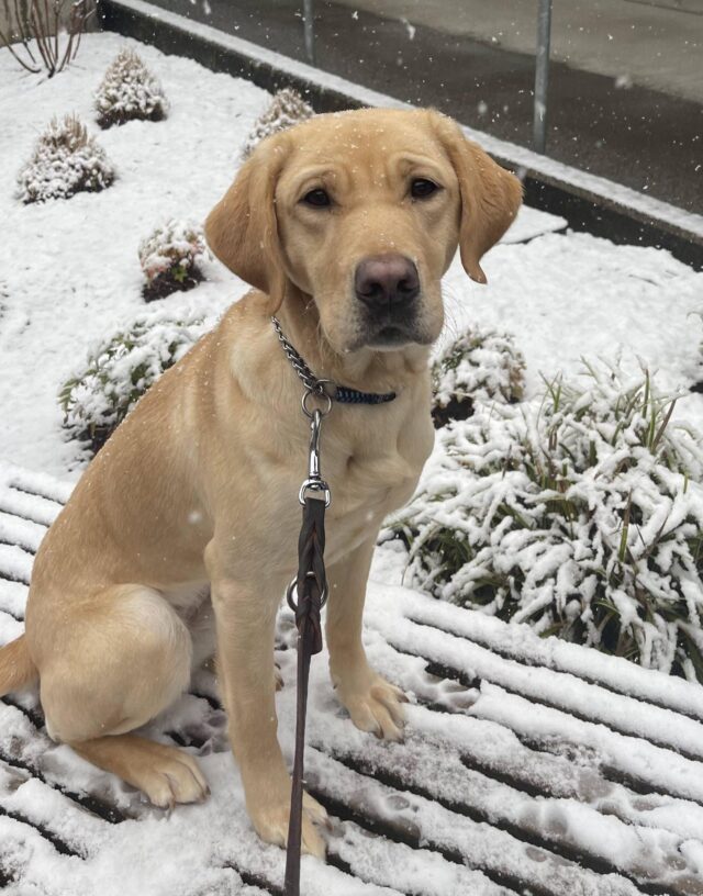 Horizon is sitting on a snow covered bench looking up at the camera.