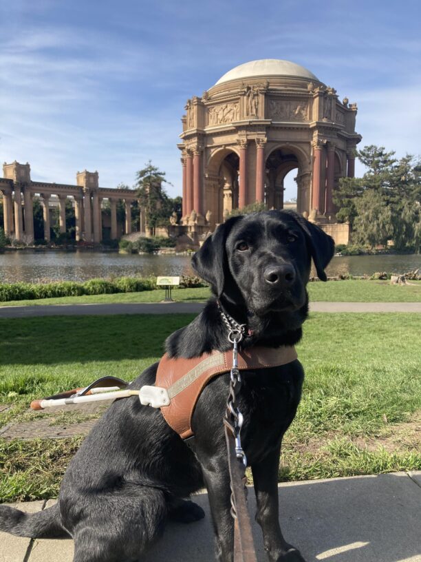 Vevina is sitting in harness in front of some grass and water and the Palace of Fine Arts in San Francisco.