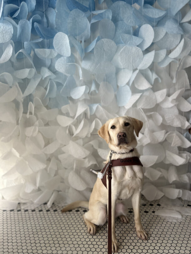 Yellow lab Kindness wearing a guide dog harness is seated in front of a backdrop of ombre blue to white garlands, looking at the camera.