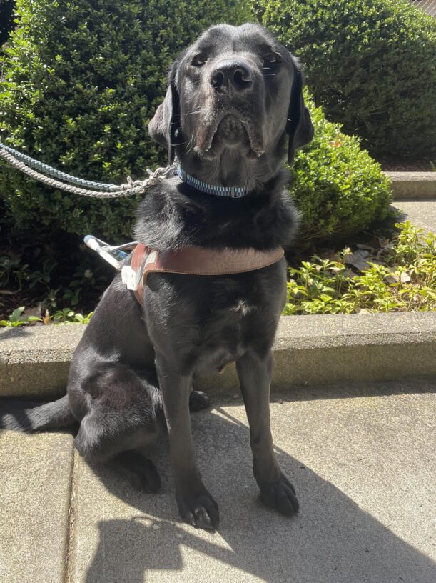 Hartford (a black Labrador Retriever with a small white spot on his chest) sits and looks toward the camera. He is wearing a guide dog harness and sitting in front of some bushes and greenery.