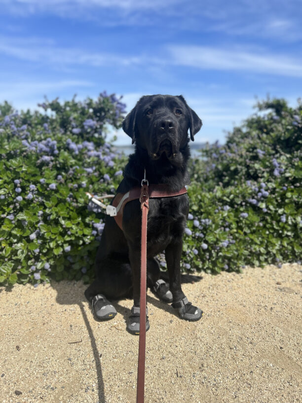 Black lab Monk is seated on a dirt path in front of a bush with small purple flowers. He is wearing a guide dog harness and boots on all four paws.