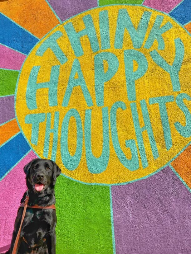 Taffy is in harness and sitting in front of a multi-colored mural that reads "Think Happy Thoughts". She is relaxed and looking at the camera with her tongue out.
