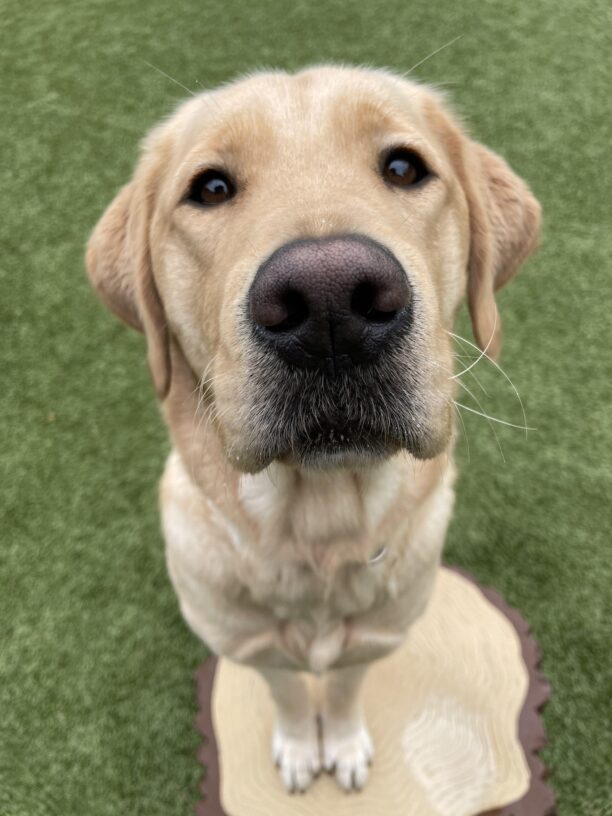 Yellow lab/golden cross Nonie is looking up at the camera with her two front feet on a log play structure in a grassy area