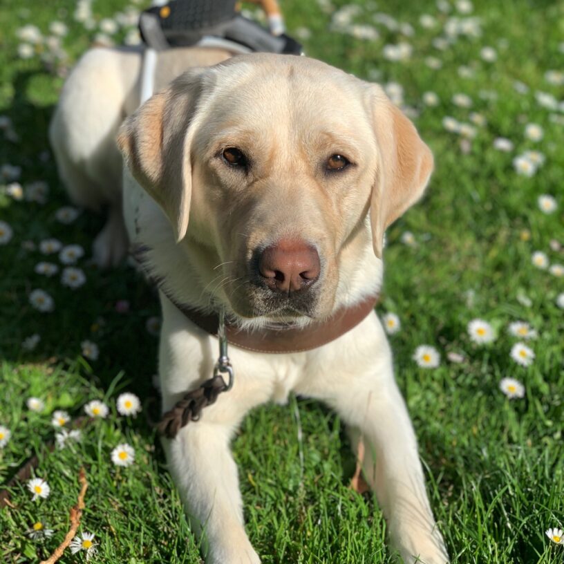 A close up shot of female yellow lab Parrot laying in the grass surrounded by small white flowers. She is in harness and gazing up towards the camera.