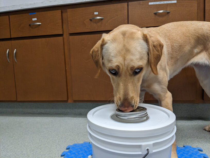 Jackie, yellow Lab is staring down at a jar and scenting the contents