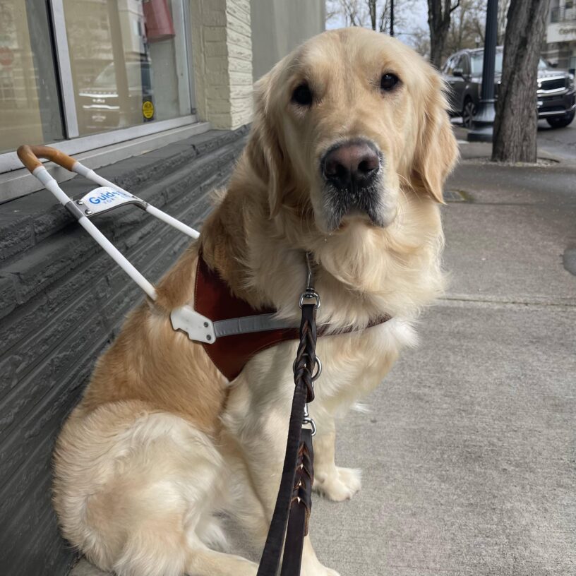 James sitting on the sidewalk while wearing his harness. He is looking longingly at the camera