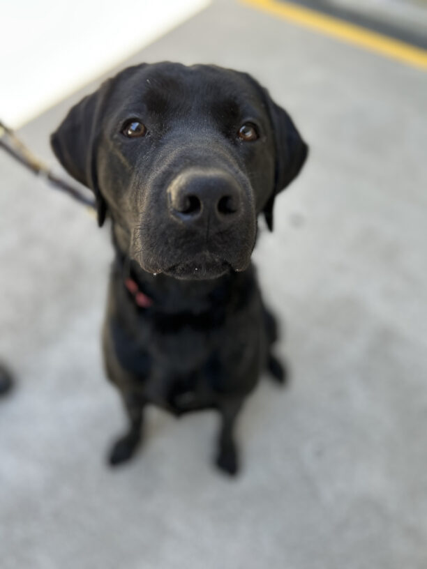 Junior sits looking up attentively at the camera