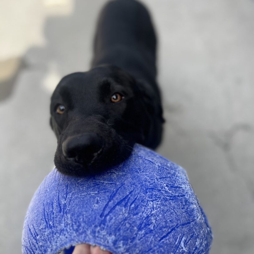 Nettie is in community run and is playing tug with a blue jolly ball.