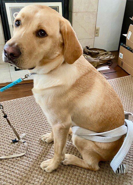 Yellow Labrador Talisman sits on a carpet looking at the camera. He is wearing a white martial arts-style belt on his "waist" playing dress up with a child.