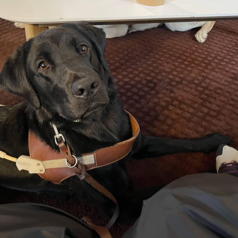 Toa settling in a coffee shop while looking up at the camera wearing her GDB harness