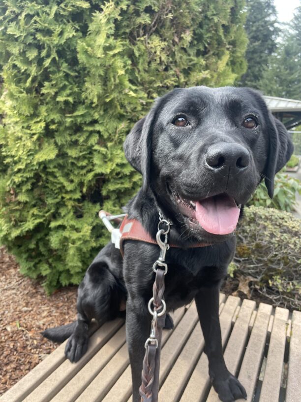 Vancouver sits on a bench in front of green shrubbery. She's wearing her GDB harness and a huge smile!