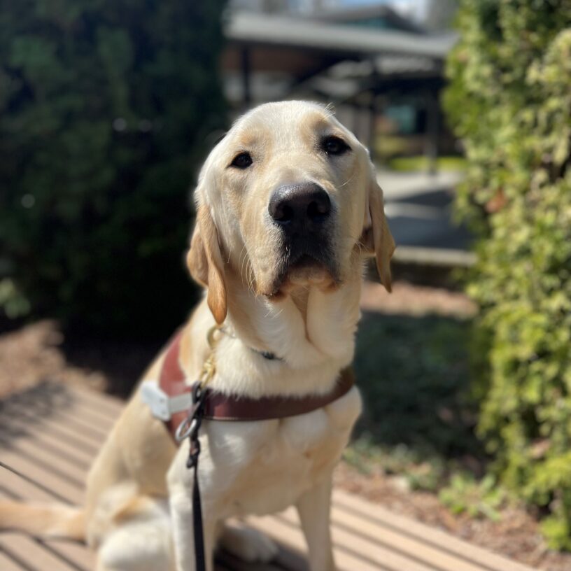 Wallaby sits while wearing his harness. He is posing in front of a colorful geometric mural. This phot was taken in San Francisco after completing a nice long route!