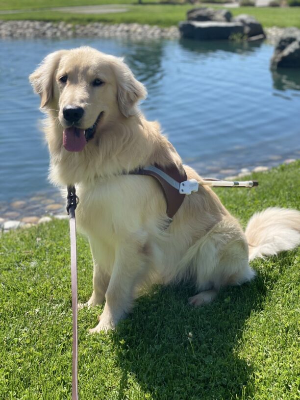Male yellow long coated cross Henning sits in harness in front of a pond. He is gazing at the camera with his mouth open and tongue out.