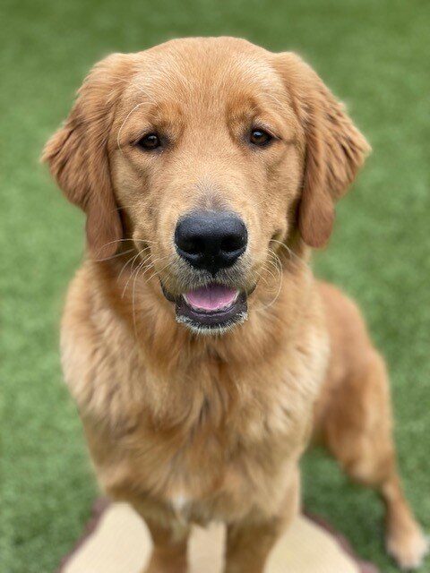 Wooster stands with two front feet on a stump in the grassy area looking at the camera