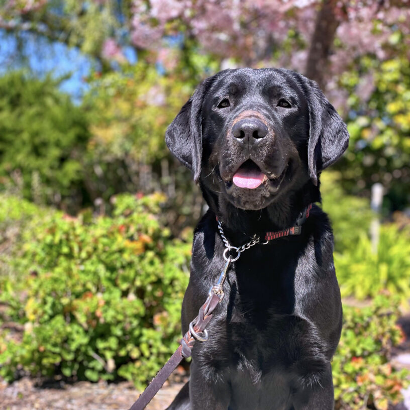 Mimzy is pictured on a bright, sunny day, with perked ears and a calm, gentle expression on her face. Flowering trees are blurred in the background.