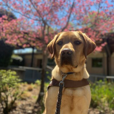 Chorizo sits on a bench in front of a pink flowering Dogwood tree on the Oregon campus. He is wearing his GDB harness and regally stares at the camera.