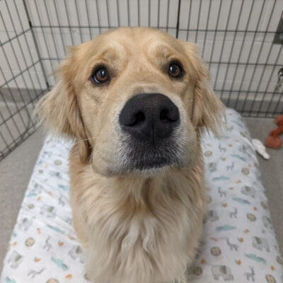 A Long haired Golden Cross is sitting on his bed looking up at the camera. His chocolatey brown eyes seem to be expectant of a kibble coming his way. A few nylabones can be seen on the floor beside him.