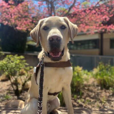 Adam sits on a bench in front of a pink flowering Dogwood tree on the Oregon campus. His mouth is open as he intently stares at the camera.