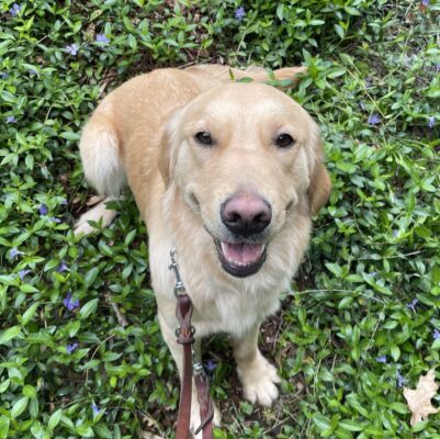 Golden Retriever Aloha sits and looks up at the camera. She is surrounded by short green plants with purple flowers
