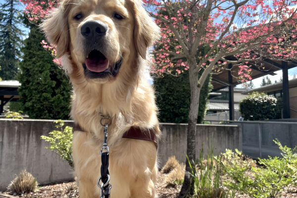 Boone sits on a bench underneath a blooming pink dogwood tree and bright blue skies. He has a harness body and a big smile on- he loved harness introduction day!
