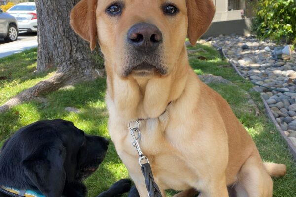 Lancaster, a yellow Lab is sitting on a lawn looking at the camera with a black Lab laying down next to him.