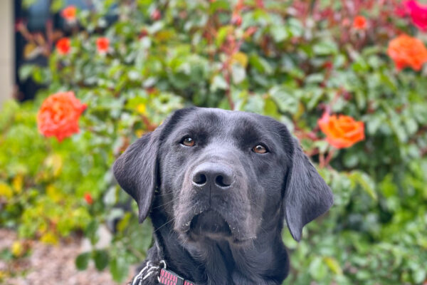 Lilibet looking very curiously at the camera.  In the background you see beautifully blossomed orange and red roses