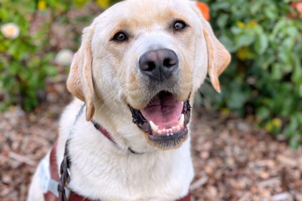 Orbit, a male yellow lab sits in front of a rosebush. There are orange and white colored roses in the background. Orbit is wearing a leather GDB harness and is smiling at the camera with an open mouth.