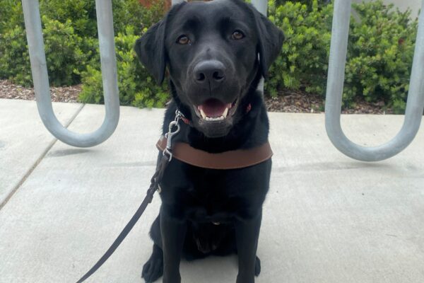 Jory sits in harness on a walking path facing the camera. Her ears are perked and her mouth is open in a smile. Behind her is a bike rack and assorted native foliage.