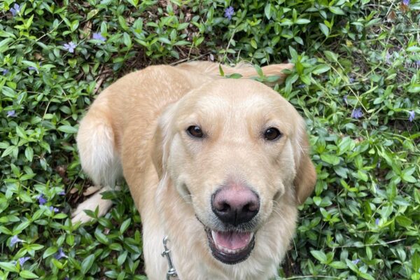 Golden Retriever Aloha sits and looks up at the camera. She is surrounded by short green plants with purple flowers