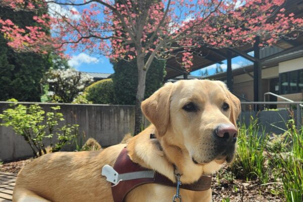 Gabe lies down on a bench in his harness body. Behind him is green foliage and a blossoming dogwood tree with pink flowers.