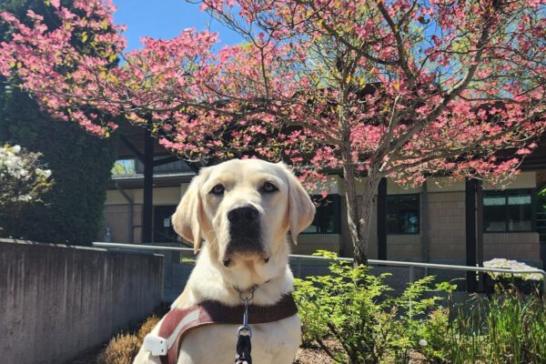 Kingsley sits, in harness, on a bench on the Oregon Campus. He is looking directly into the camera and behind him is a planter of green foliage and a pink-blossomed dogwood tree.