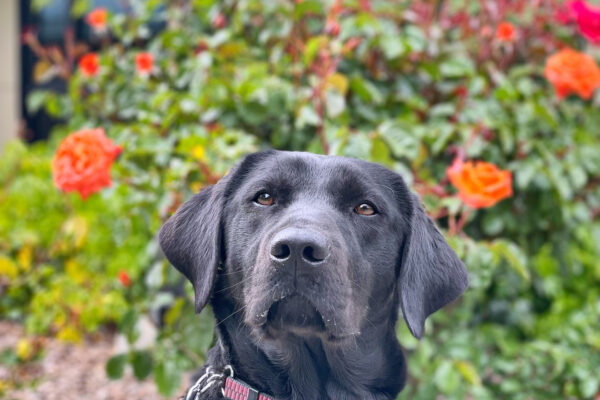 Lilibet looking very curiously at the camera. In the background you see beautifully blossomed orange and red roses