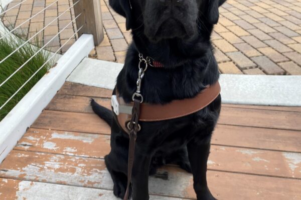 Lucca sits on a wooden walking bridge facing the camera. He has an inquisitive look on his face. There is a brick path and native foliage in the background.