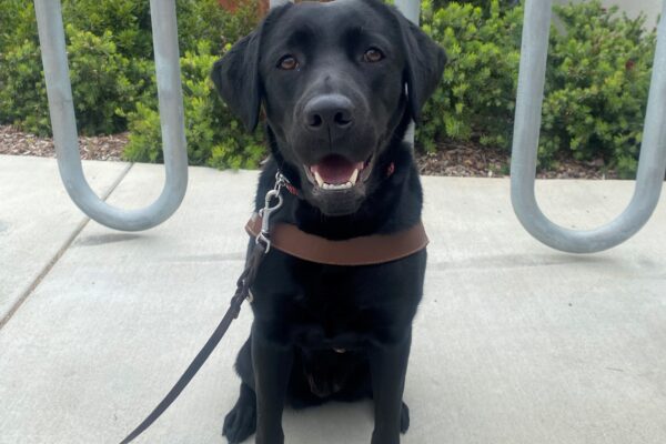Jory sits in harness on a walking path facing the camera. Her ears are perked and her mouth is open in a smile. Behind her is a bike rack and assorted native foliage.