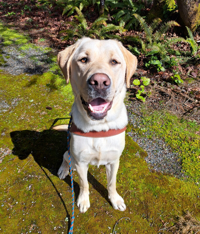 Yellow lab Nash sitting in harness in front of a beautiful green trail smiling at the camera.