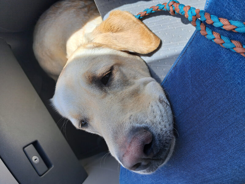 Yellow lab Nash laying his head on handlers lap.