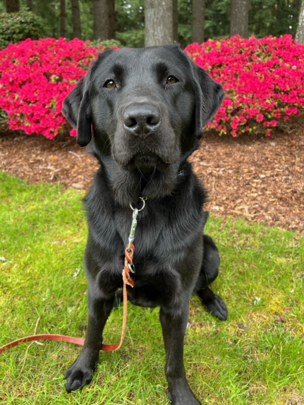 Talia, a female black lab, sits on the green grass with vibrant green flowers behind her.