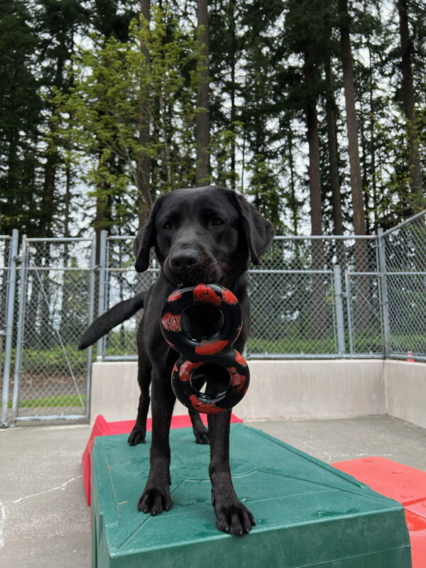 Female black lab, Talia, stands on a green play structure with with a tug toy in her mouth.