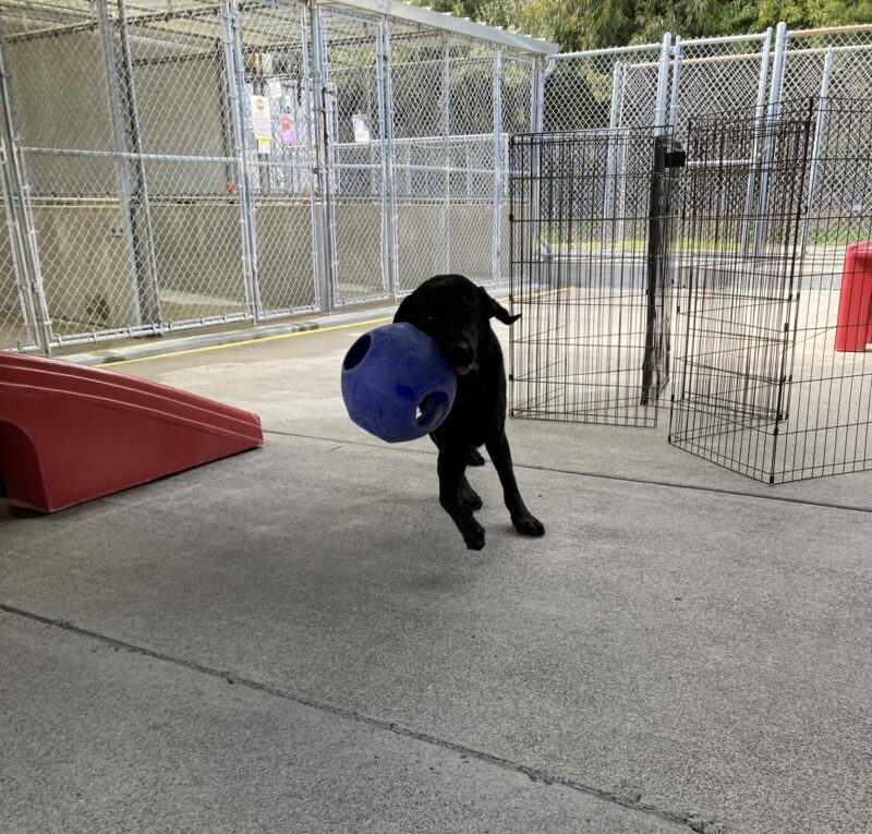 Amos is enjoying some play time in the kennel. He is running and has a big blue jolly ball in his mouth.