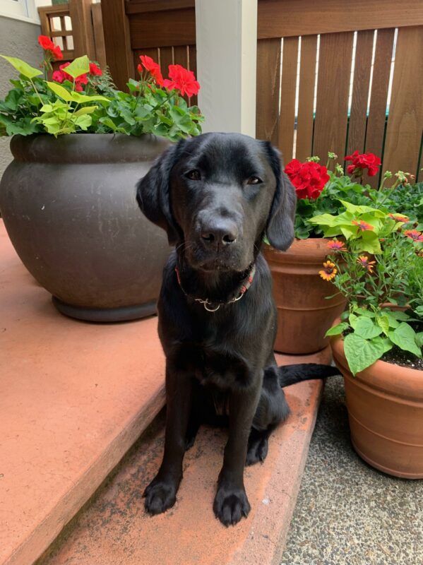 Buffy, a petite female black Labrador, sits on red concrete porch steps with an array of potted flowers in the background.
