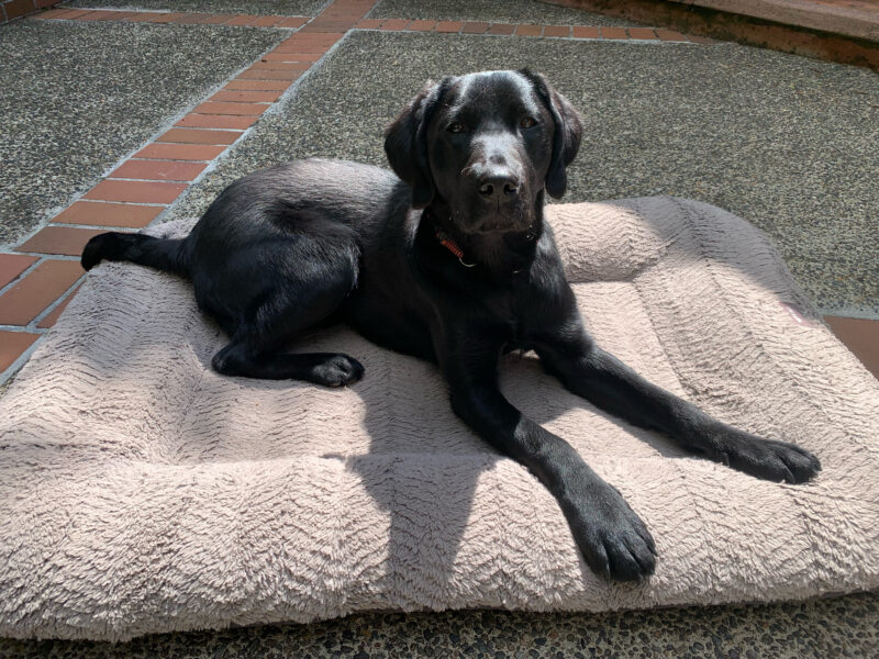Buffy, a female black Labrador, is laying on a soft gray dog bed, on a pebble and brick outdoor patio. The sun is shining on her and she's gazing at the camera.