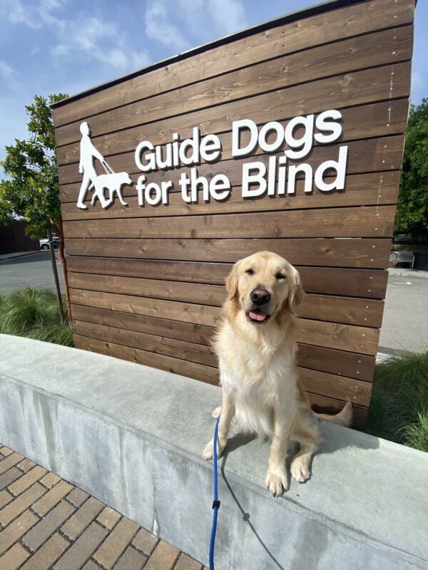 A golden retriever sitting in front of a wood sign that says Guide Dogs for the Blind in white lettering. Joes mouth is slightly open and he is looking at the camera.