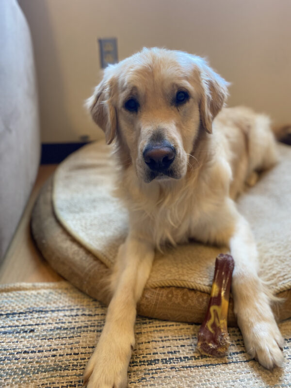 A golden retriever laying on a round dog bed taking a break from chewing a bone. Joe is looking into the camera with a sweet expression.