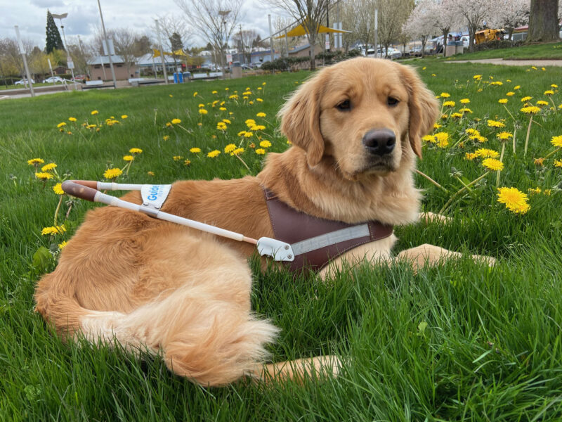 Dandelion (a long-coated golden retriever/labrador cross) lies in the grass at a park. She is wearing a guide dog harness and surrounded by bright yellow dandelions.