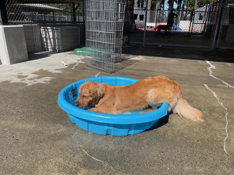 Dandelion lies in a kiddie pool in the community run area with her hind end sitting on the edge of the pool. In the background is various fencing and some colorful play equipment.