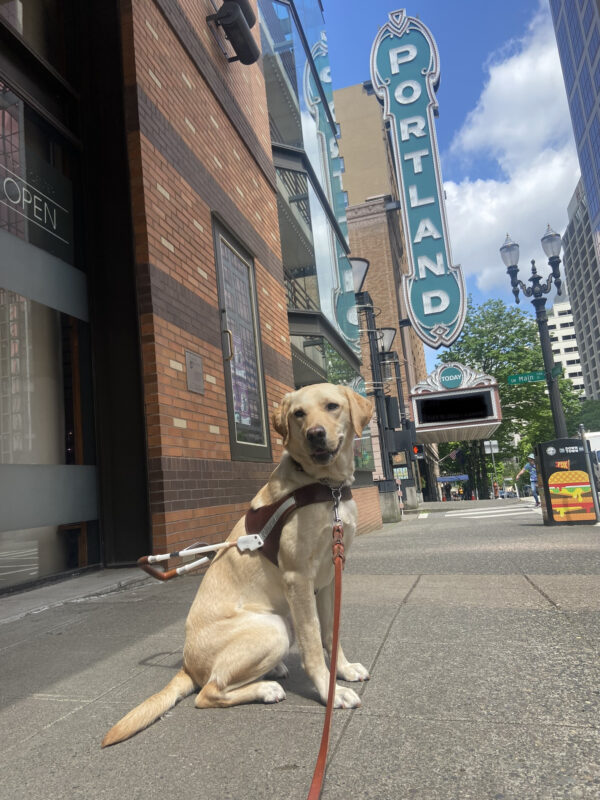 Bombay is sitting in harness looking at the camera in downtown Portland. There is a brick wall and the Portland sign in background.