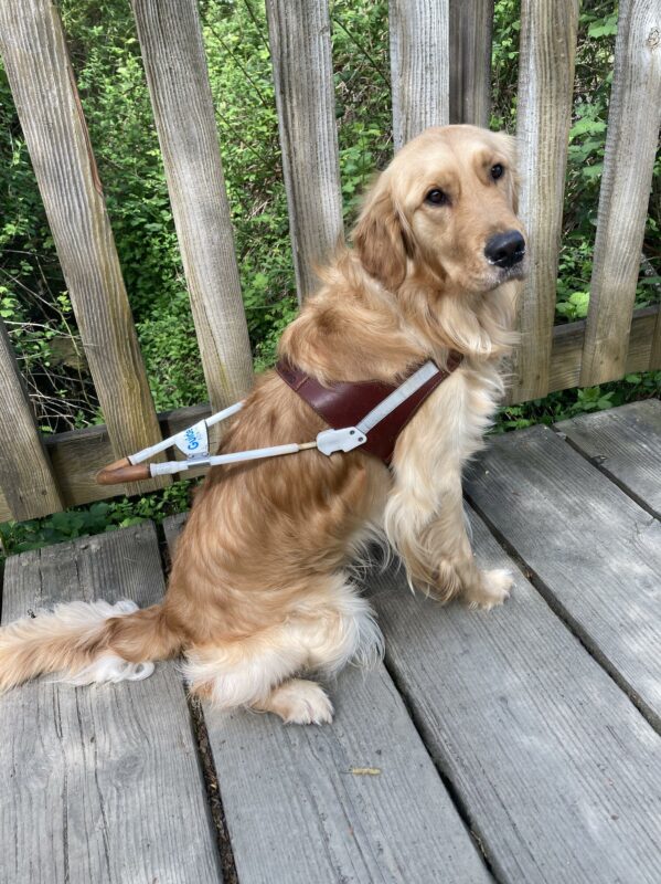This is a side view of a Golden Retriever sitting in harness on a wooden planked bridge with the slats of the handrail and dense green foliage in the background.  His head is turned to the camera showing his shiny black nose and eyes in his handsome face.