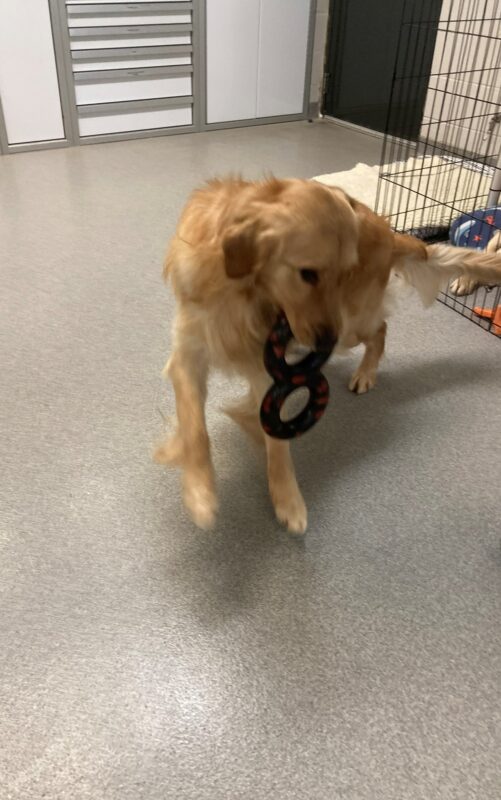 The picture is of a golden retriever playing with a figure eight style tug toy. He is bouncing with his front feet off the ground and his body curved toward the camera.